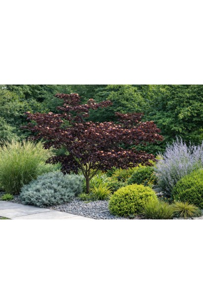 Albizia Саммер Чоколайт в ландшафті